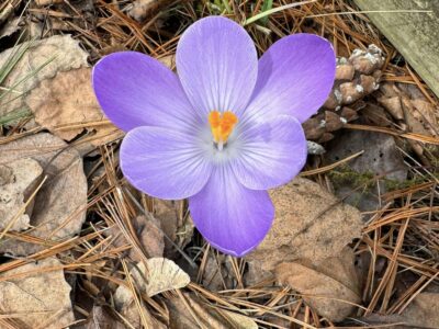 Image courtesy TomCarter Image courtesy TomCarter