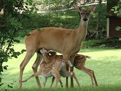 Image courtesy Daniel Peden Image courtesy Daniel Peden